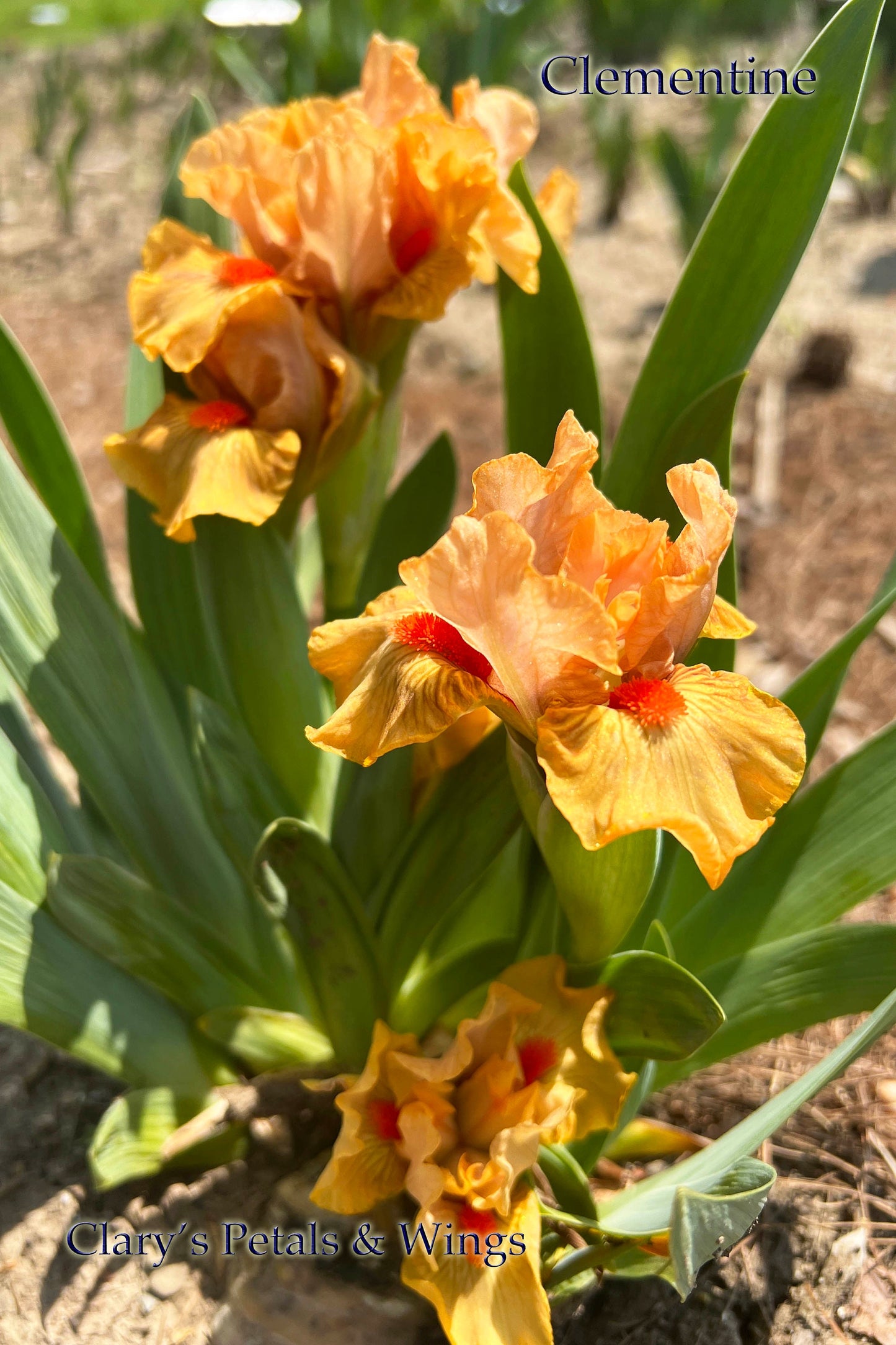 CLEMENTINE - 2021 - SDB