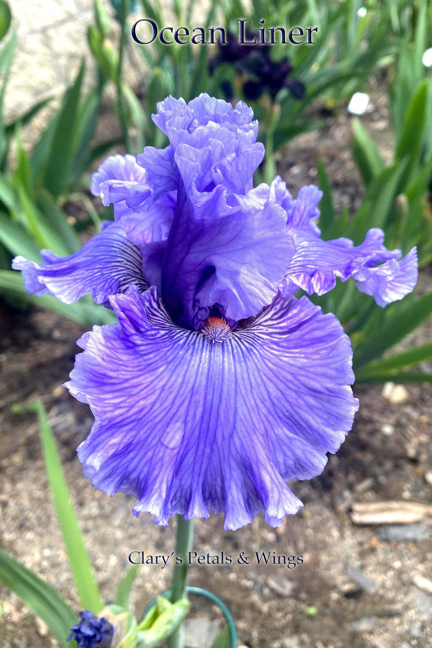 OCEAN LINER - 2017 TB