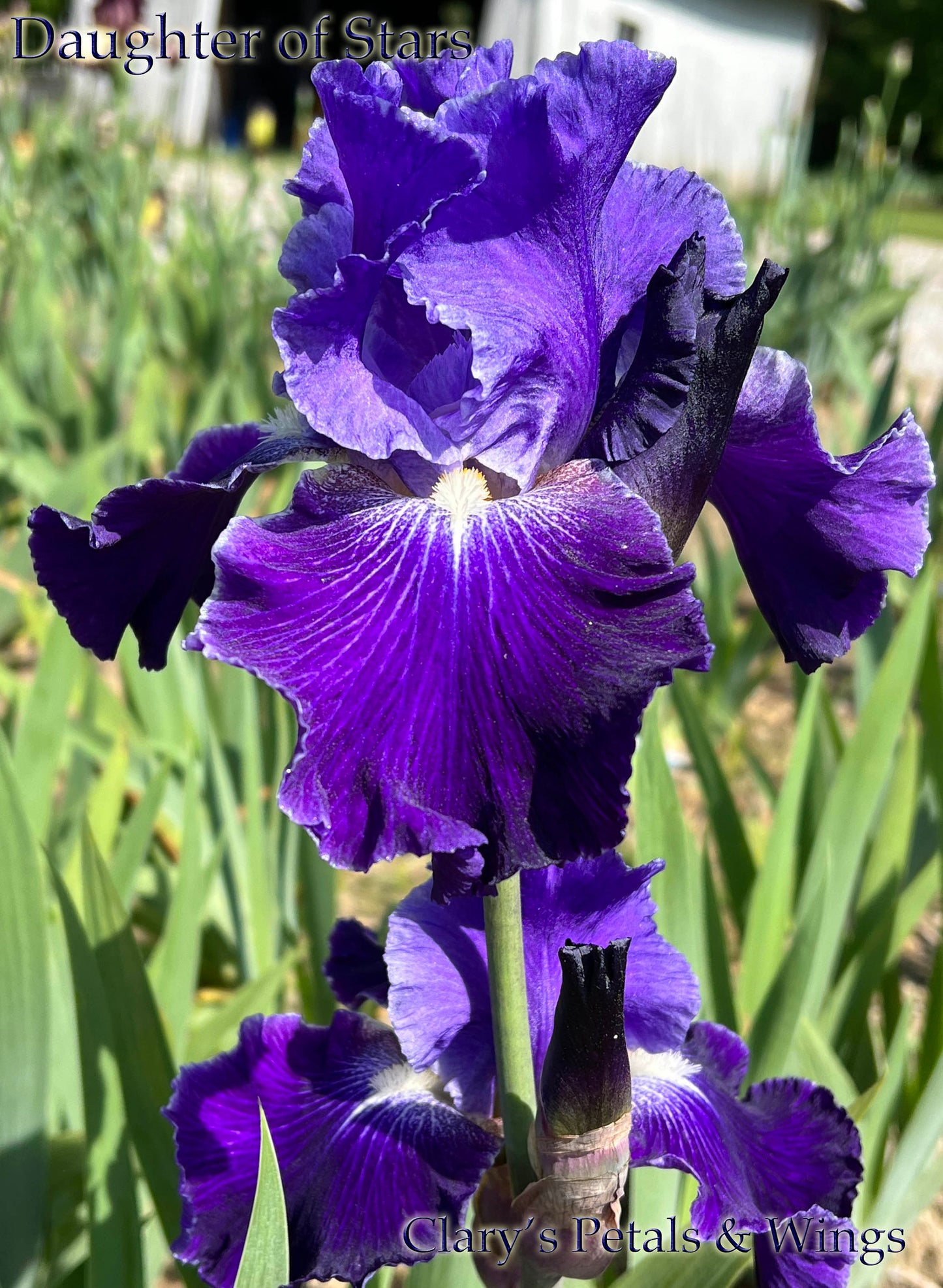 DAUGHTER OF STARS - 2001 - TB - Reblooming & Fragrant