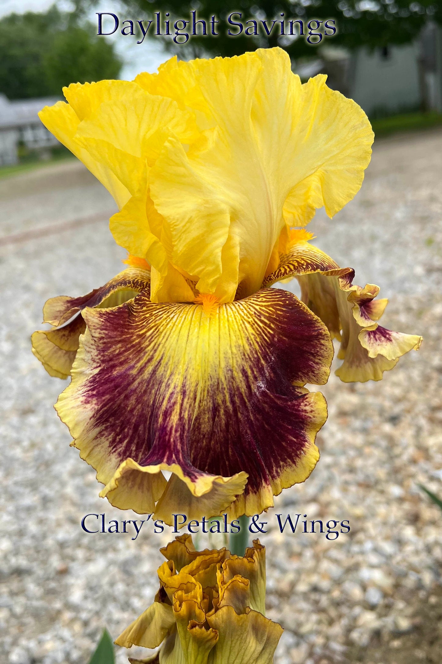 DAYLIGHT SAVINGS - 2021 - TB - Fragrant