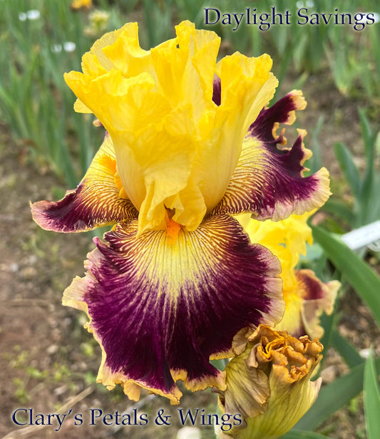 DAYLIGHT SAVINGS - 2021 - TB - Fragrant