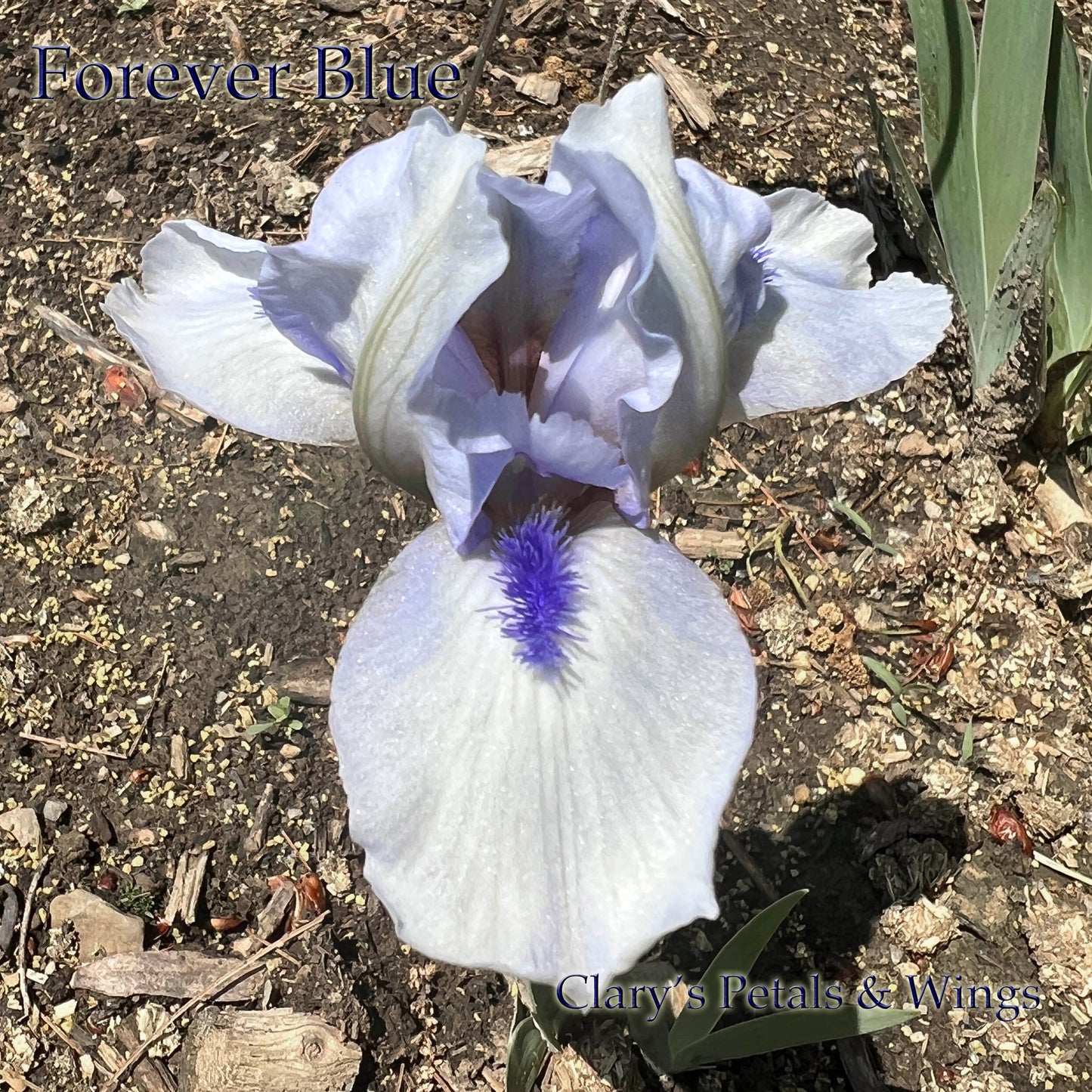 FOREVER BLUE - 1997 - SDB - Reblooming