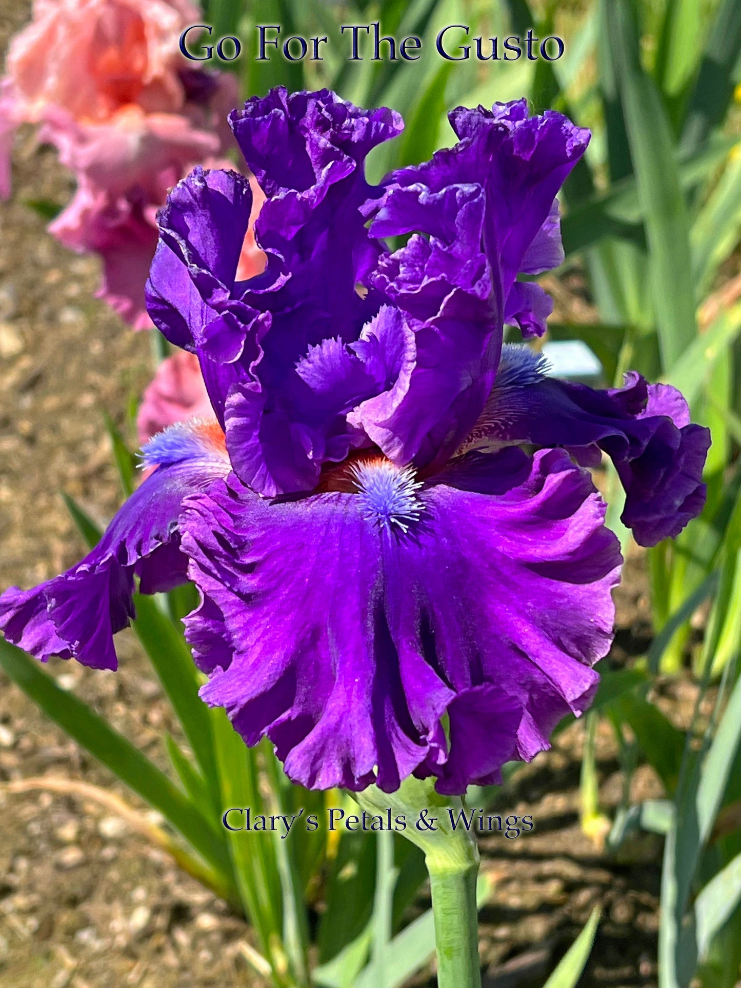 GO FOR THE GUSTO-2017-TB-Fragrant