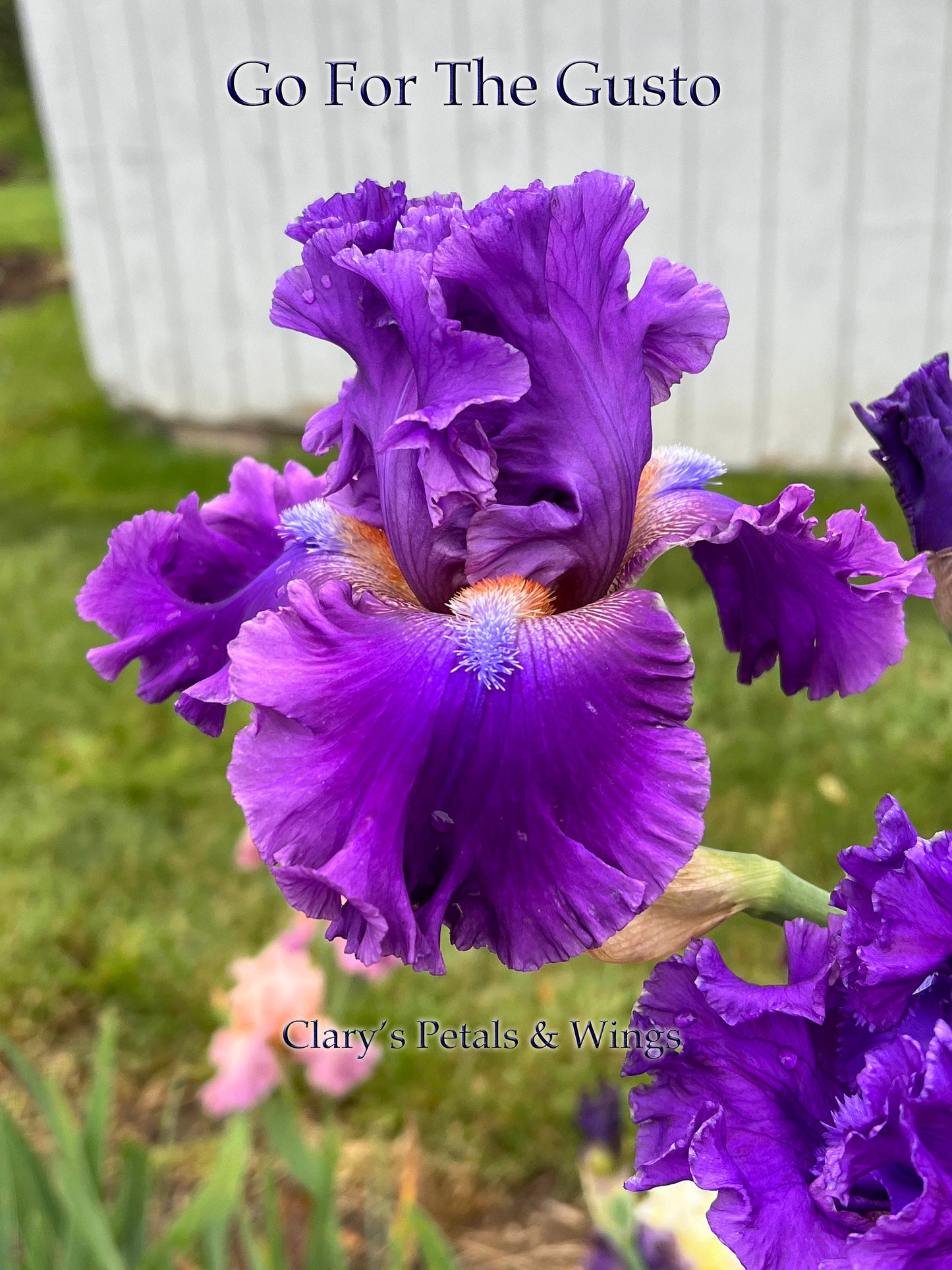 GO FOR THE GUSTO-2017-TB-Fragrant