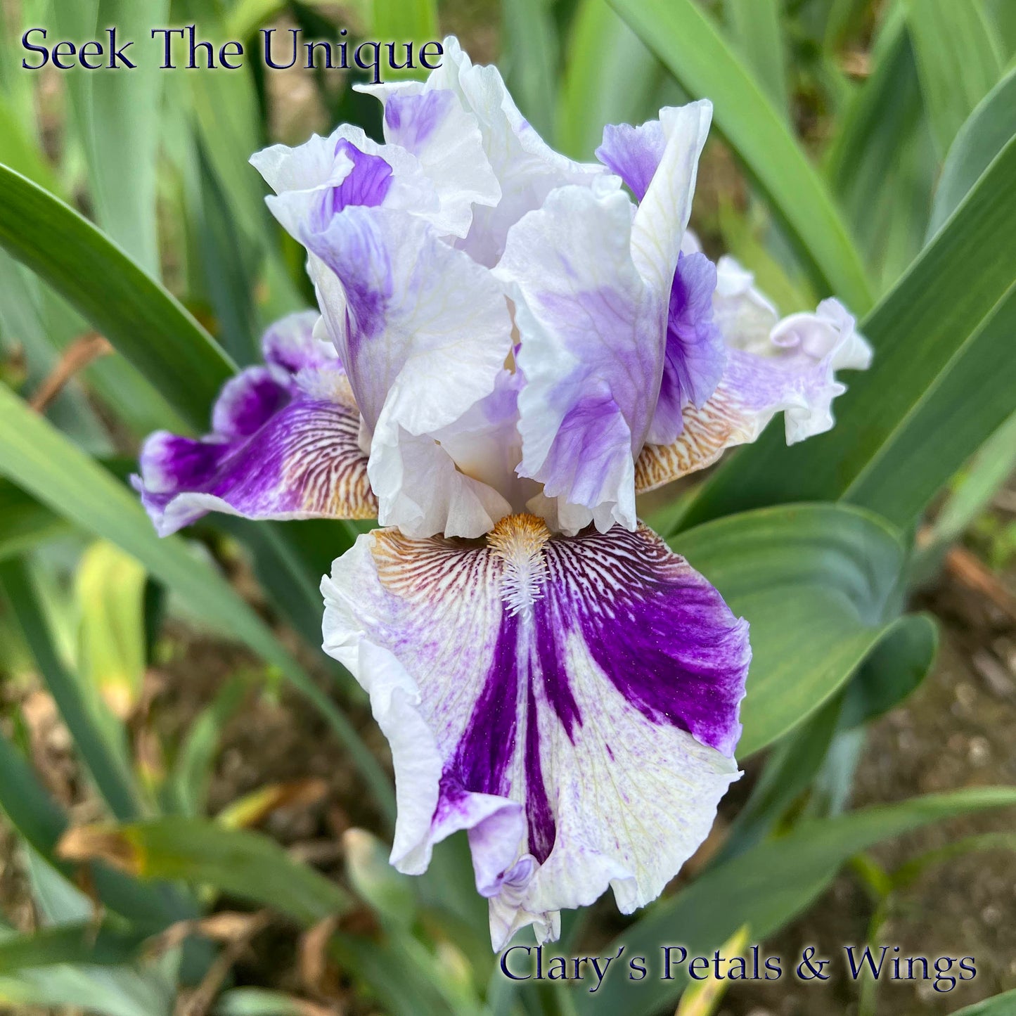 SEEK THE UNIQUE - 2020 - TB - Fragrant