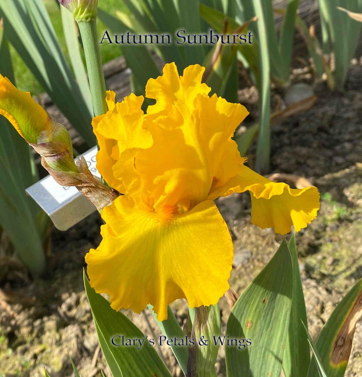 AUTUMN SUNBURST - 2010 - TB - Reblooming