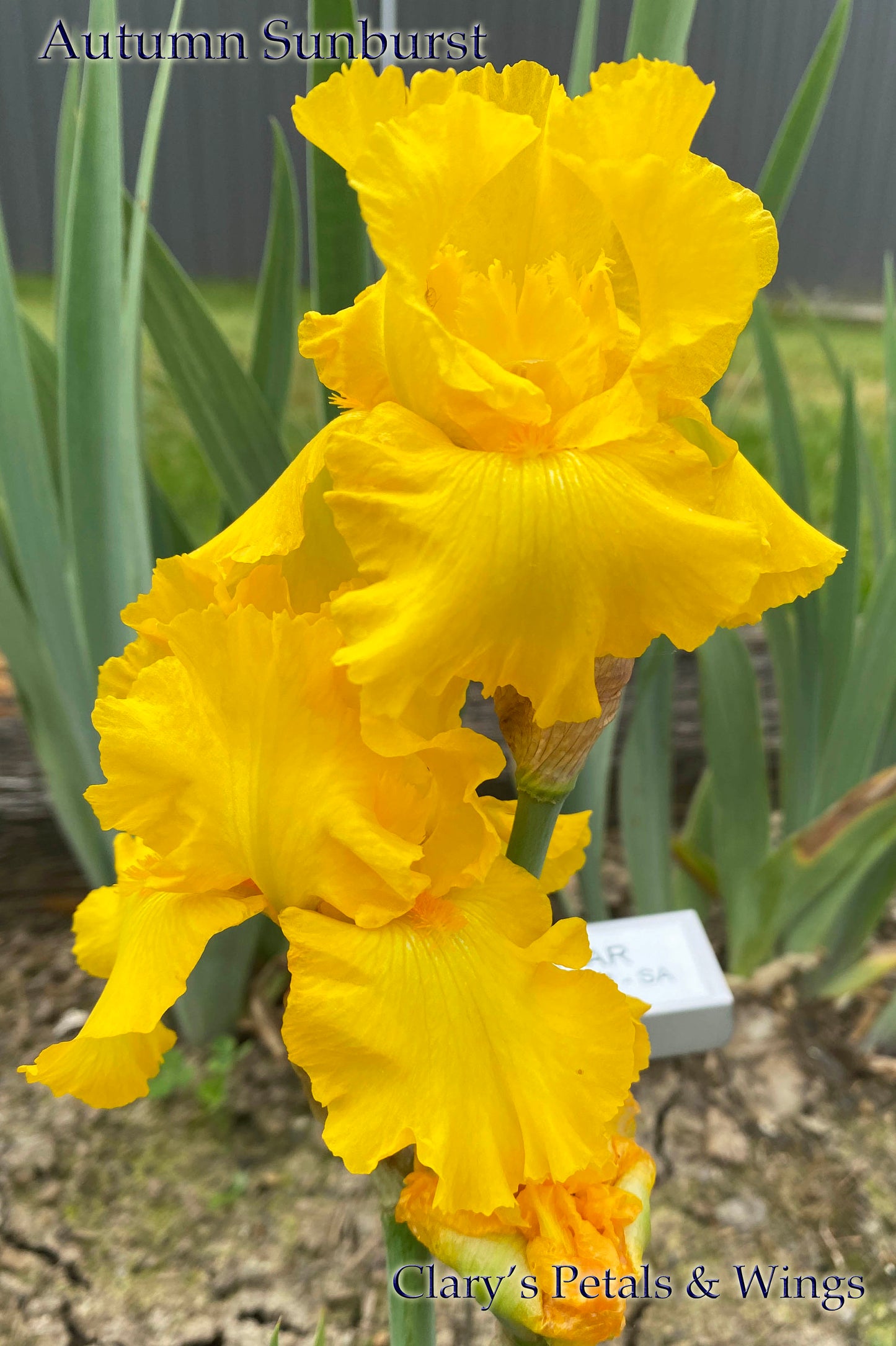 AUTUMN SUNBURST - 2010 - TB - Reblooming