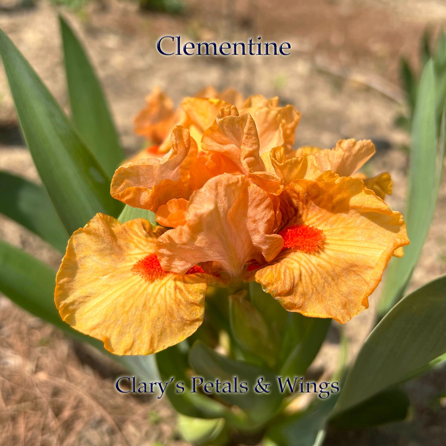 CLEMENTINE - 2021 - SDB