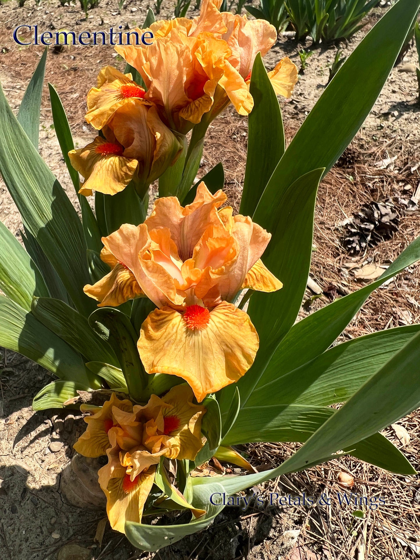 CLEMENTINE - 2021 - SDB