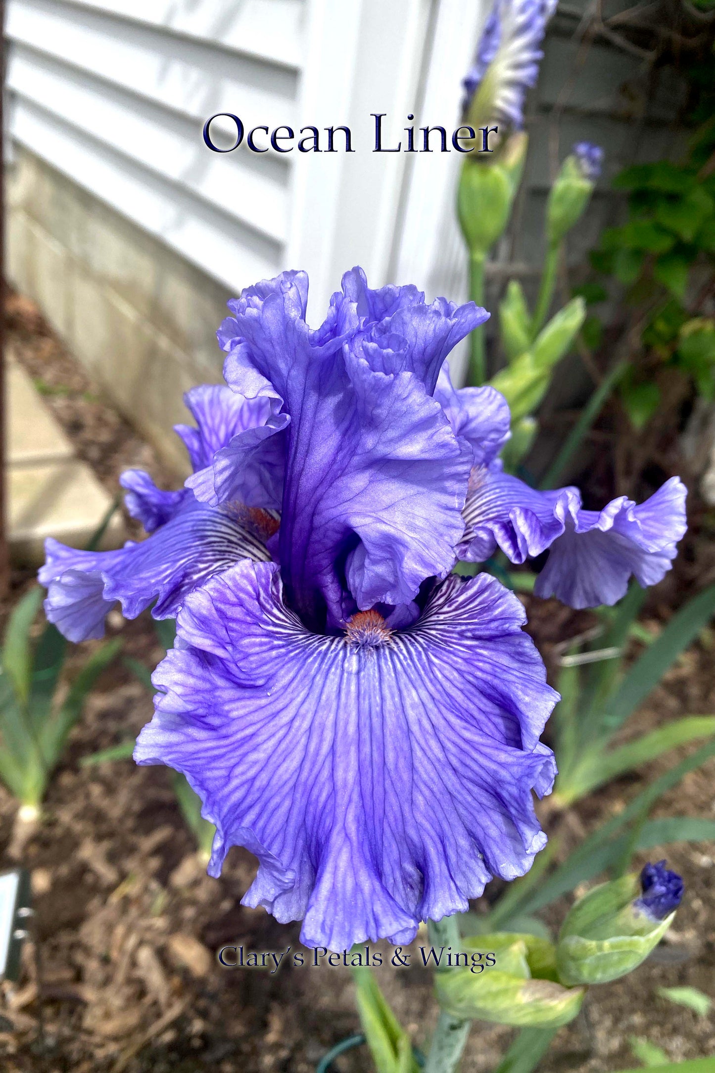 OCEAN LINER - 2017 TB