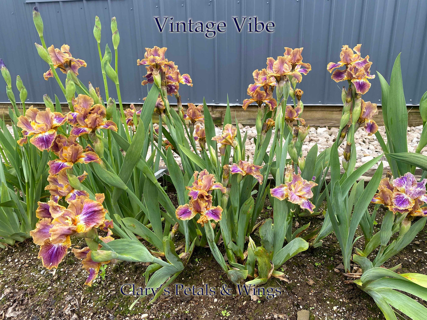 VINTAGE VIBE - 2015 - IB - Fragrant