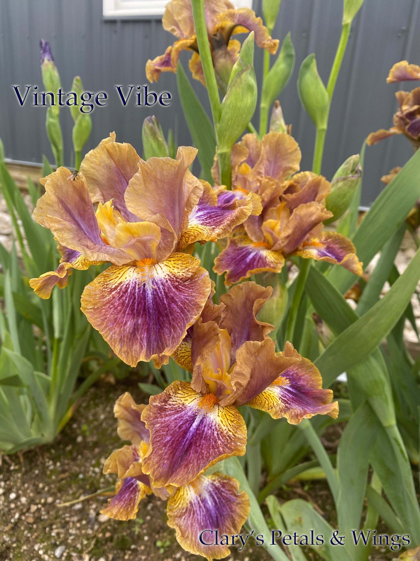 VINTAGE VIBE - 2015 - IB - Fragrant