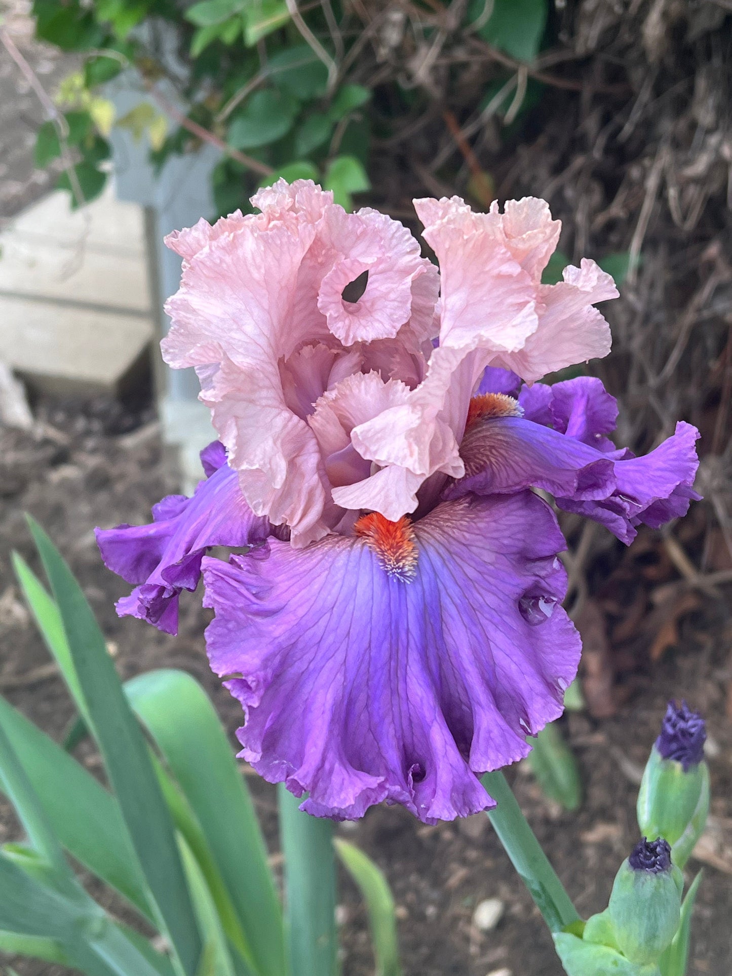 SHOWMANSHIP - 2021 - TB