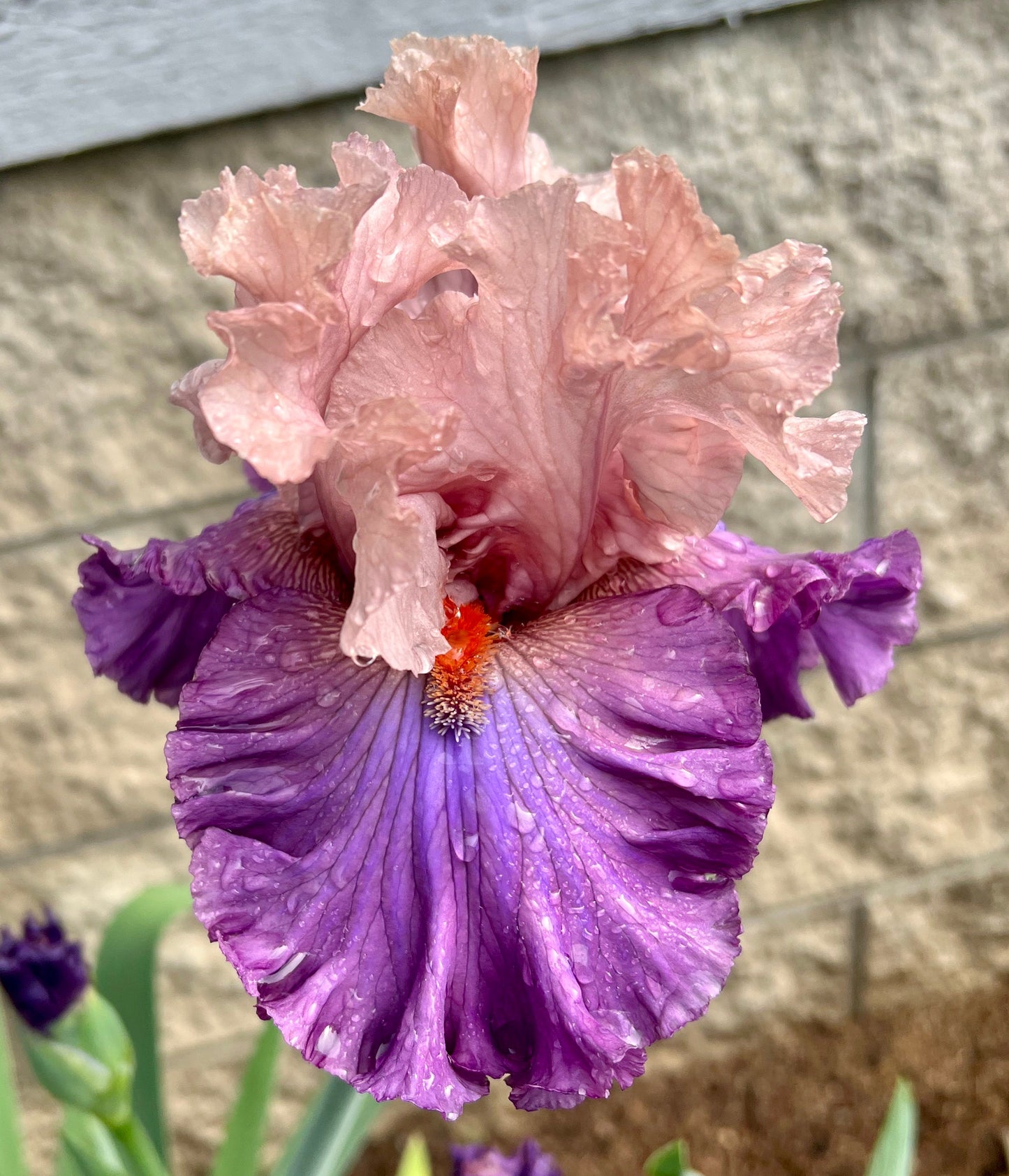 SHOWMANSHIP - 2021 - TB