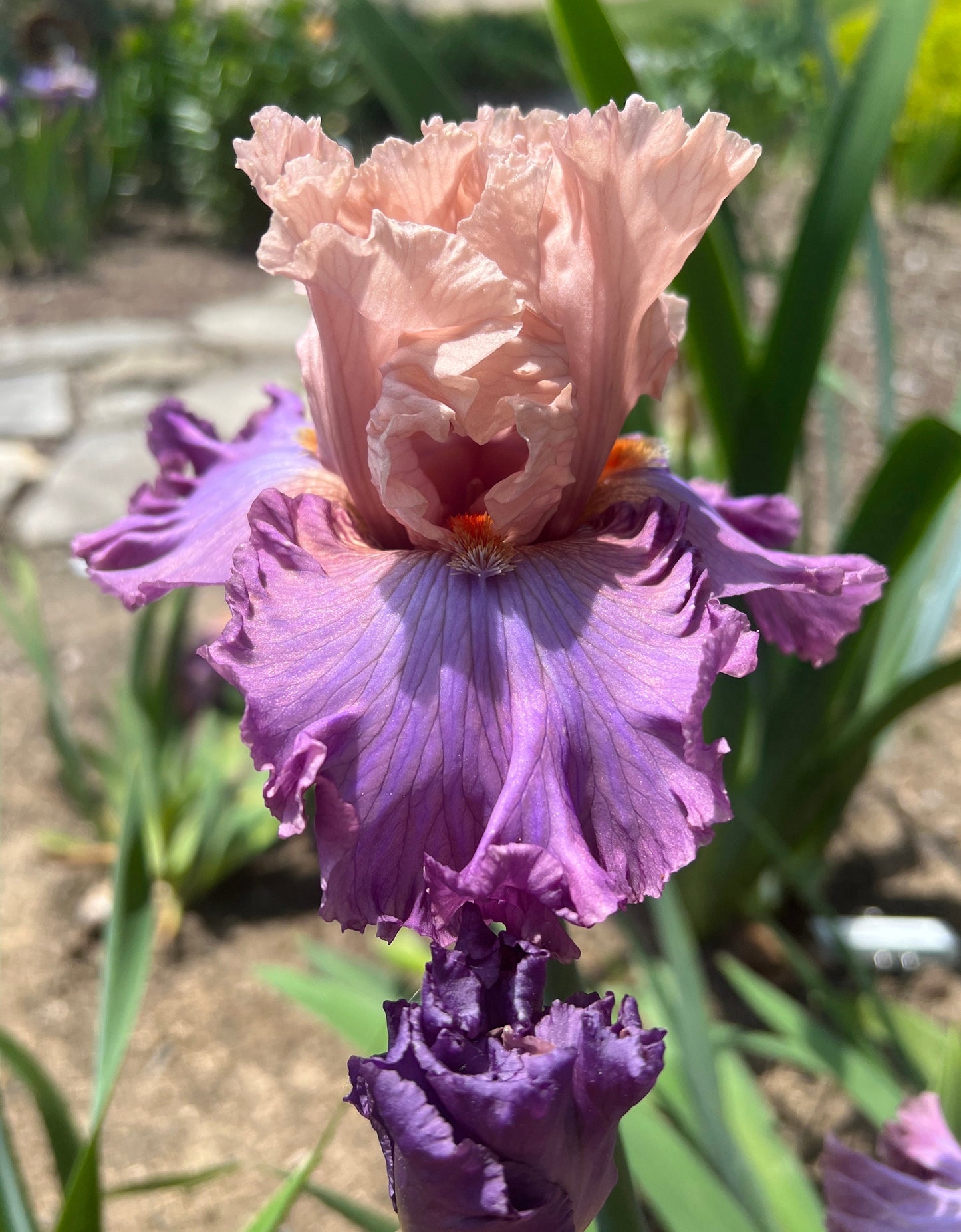 SHOWMANSHIP - 2021 - TB