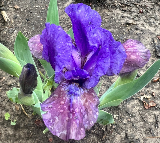 WIZARD OF HOPE - 2001 - SDB - Reblooming