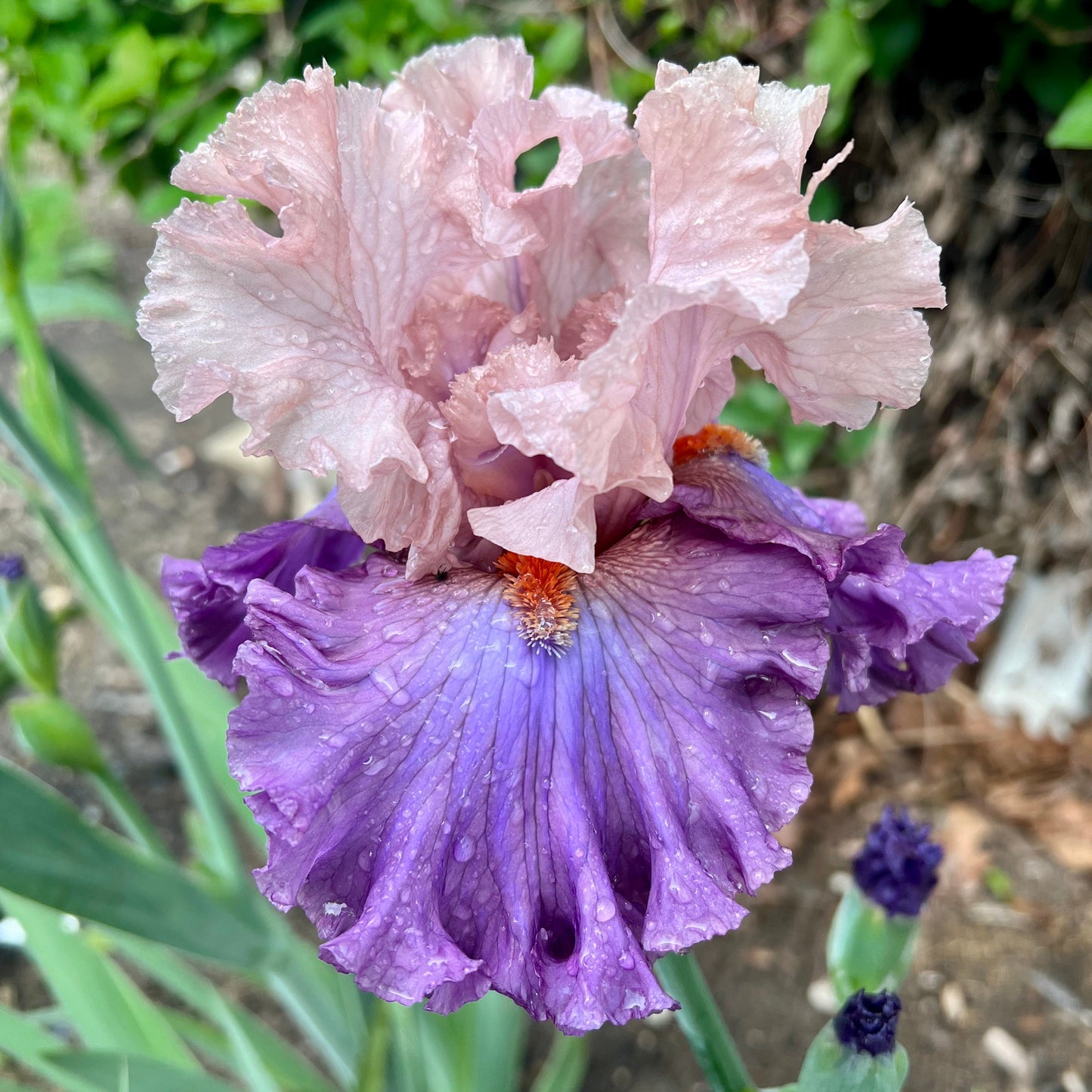 SHOWMANSHIP - 2021 - TB