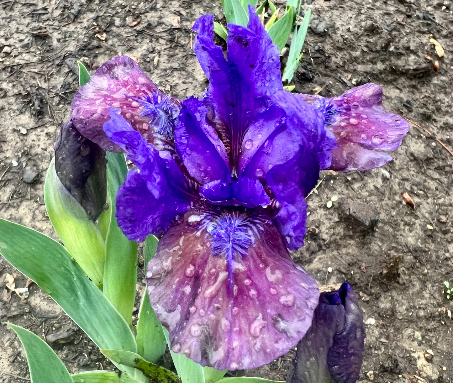 WIZARD OF HOPE - 2001 - SDB - Reblooming