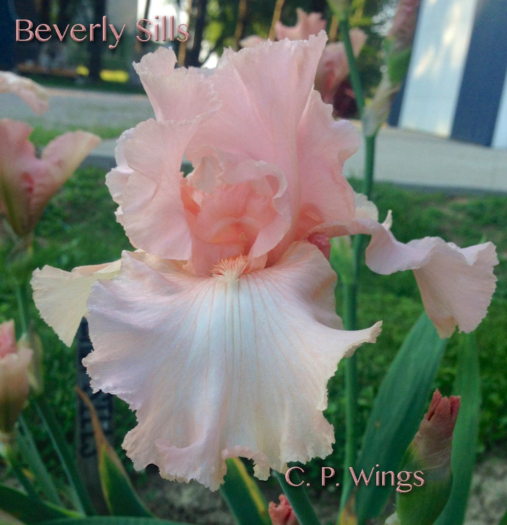 BEVERLY SILLS - 1978 - Reblooming