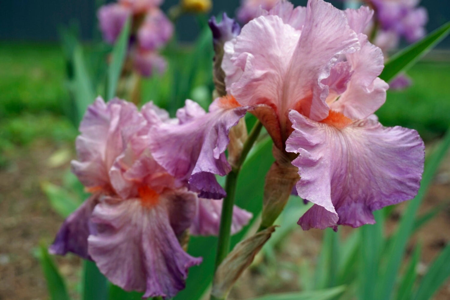 JENNIFER REBECCA-1985 TB- Reblooming