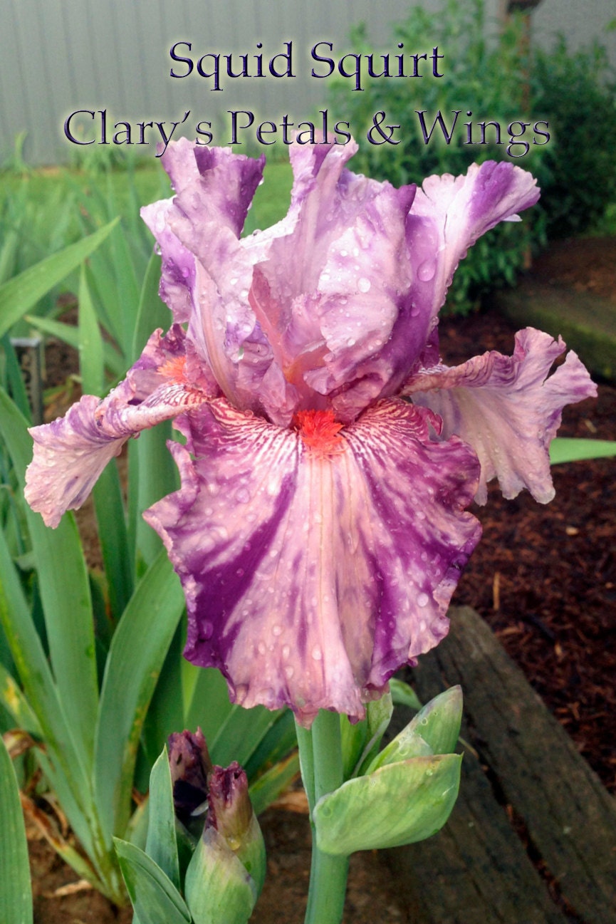 SQUID SQUIRT - 2002 - TB - Fragrant