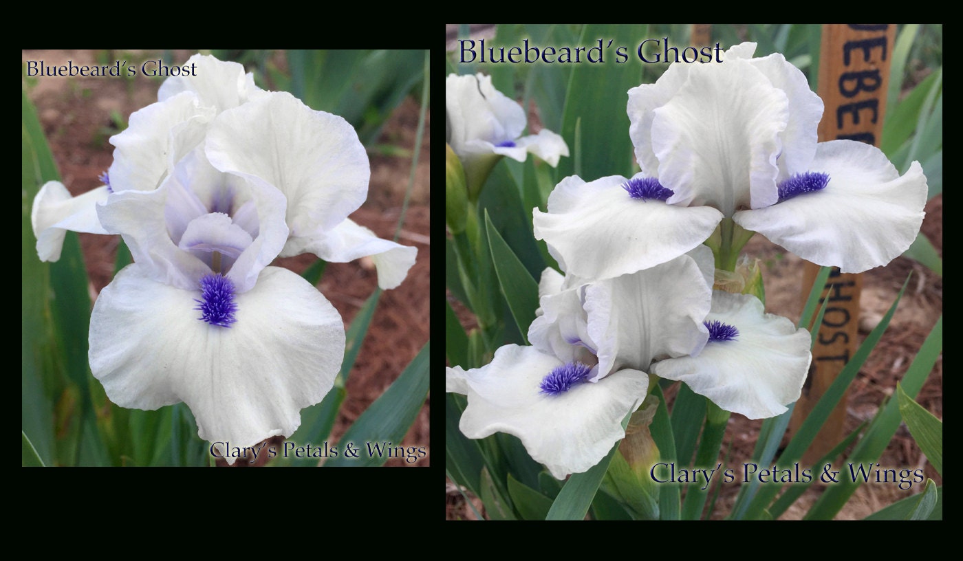 BLUEBEARD'S GHOST - 2006 - SDB