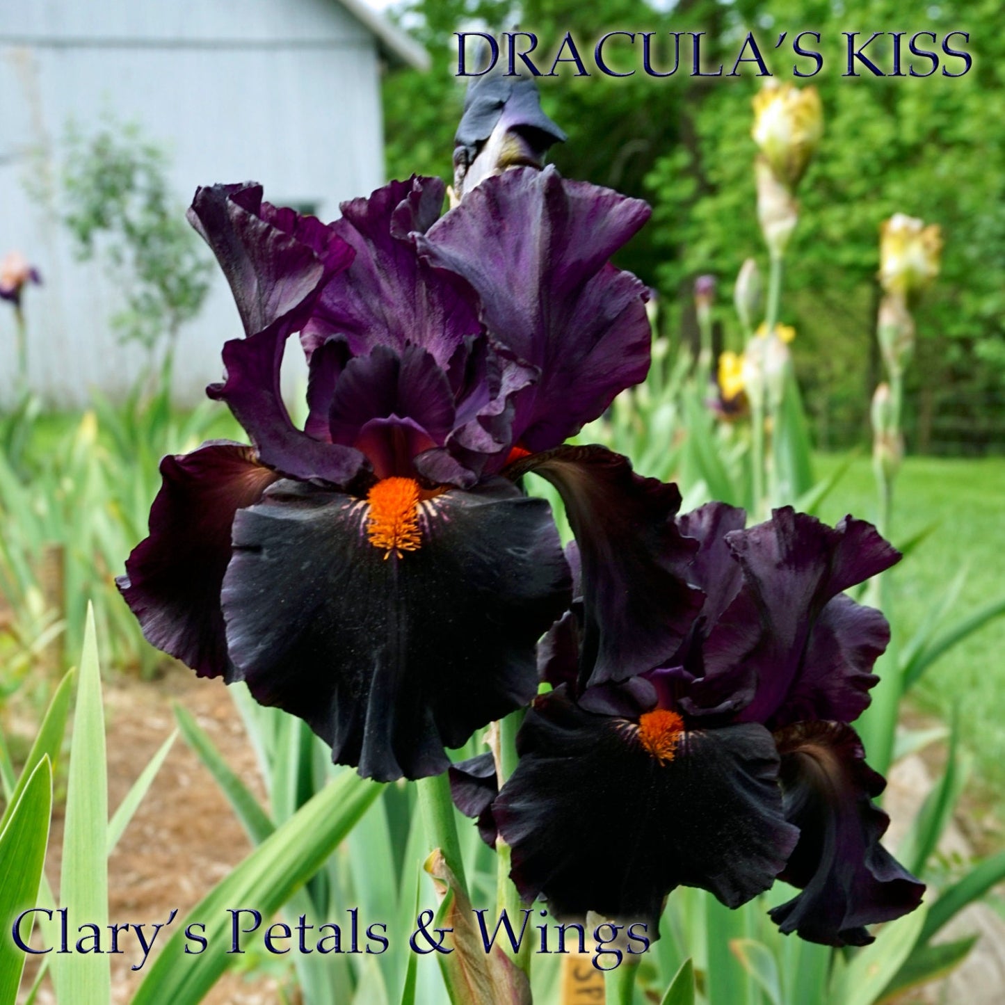 DRACULA’S KISS - 2009 - TB