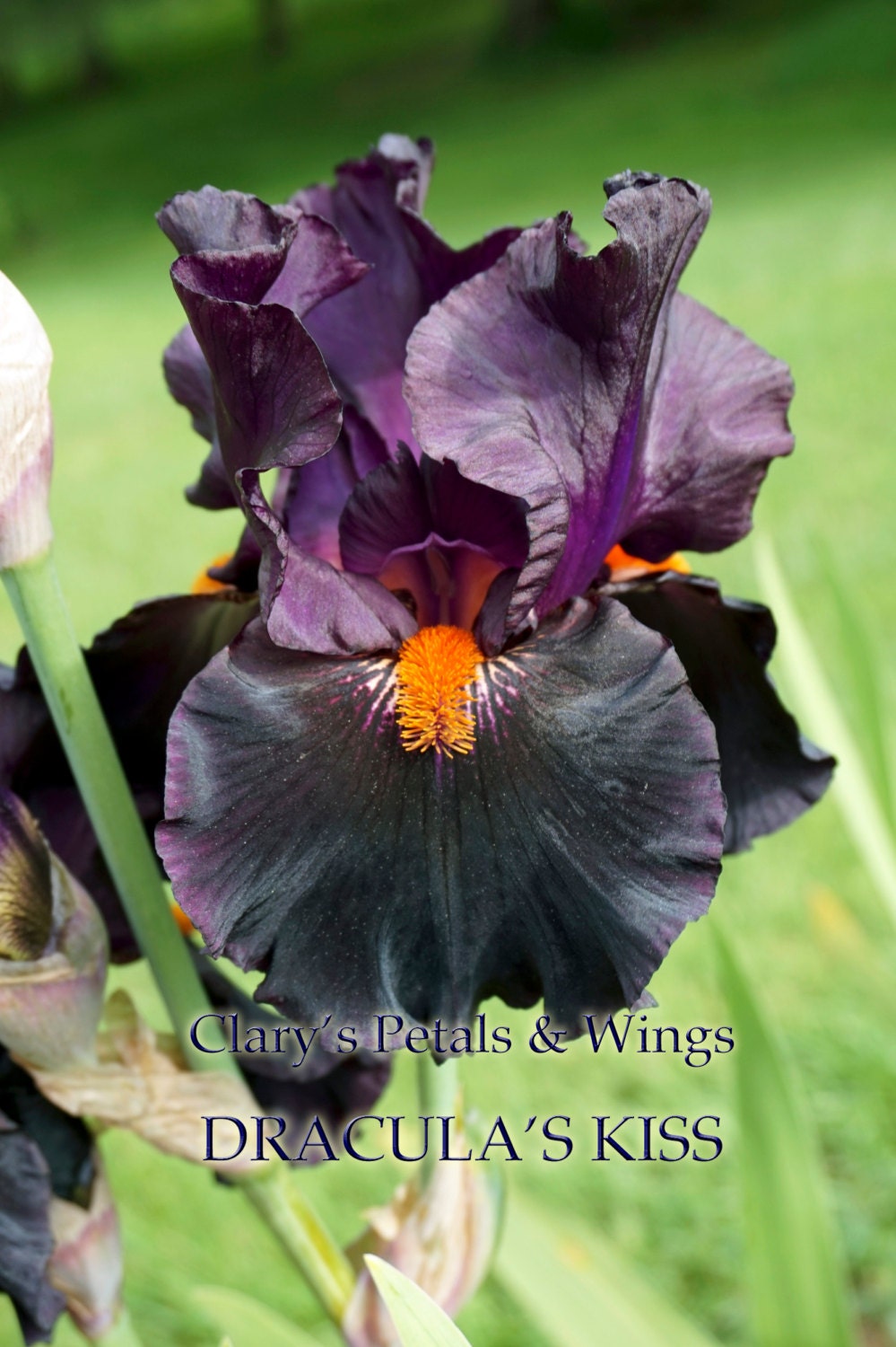 DRACULA’S KISS - 2009 - TB