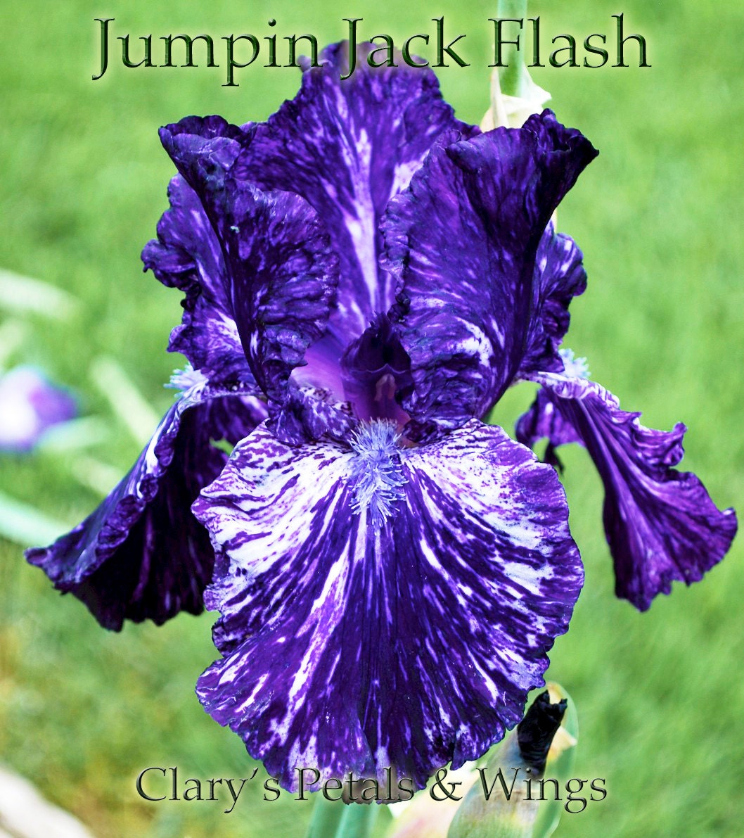 JUMPIN JACK FLASH 2004 TB