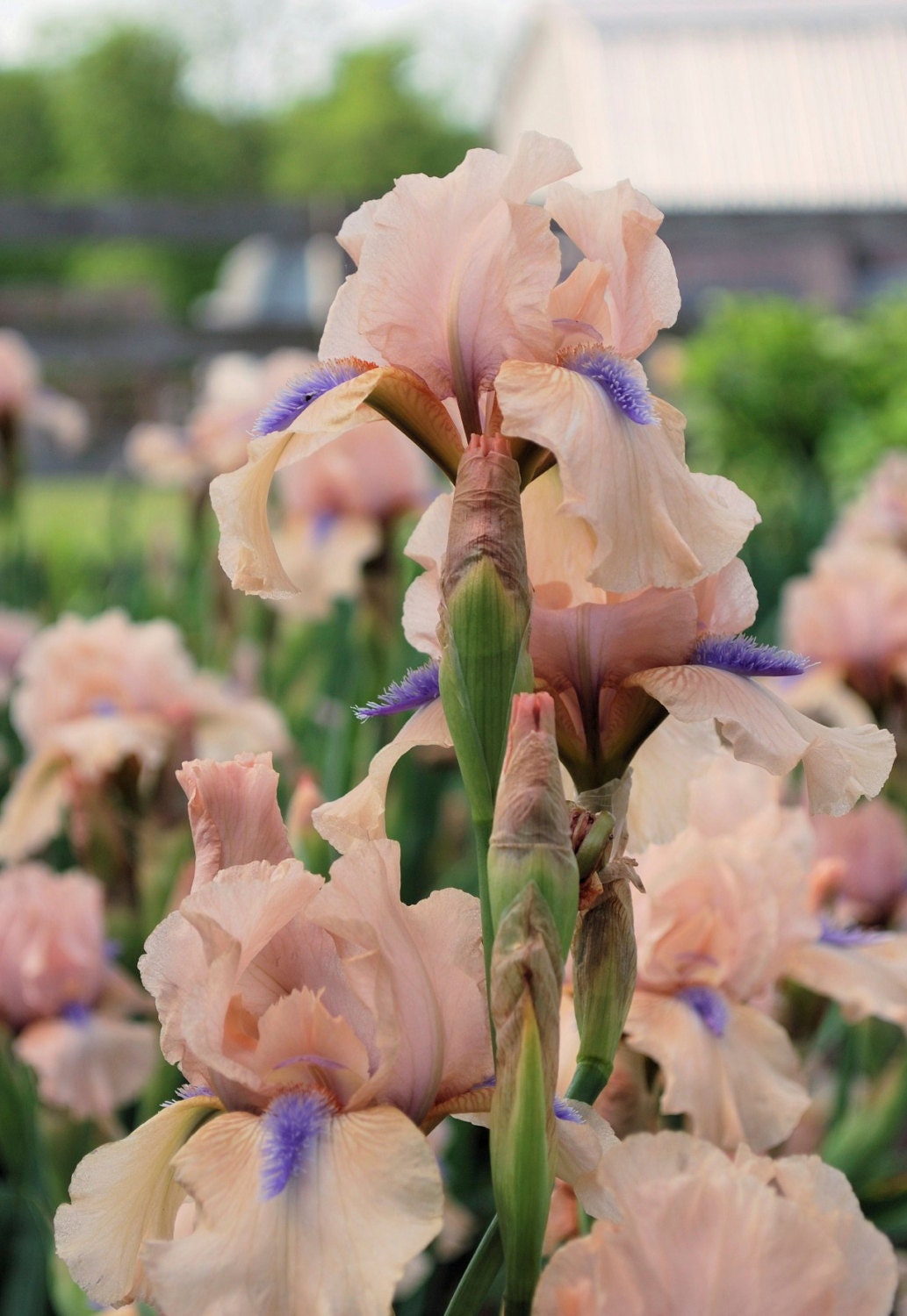 CONCERTINA - 1999 - IB - Reblooming