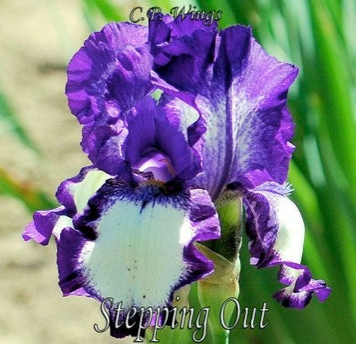 STEPPING OUT - 1964 - TB