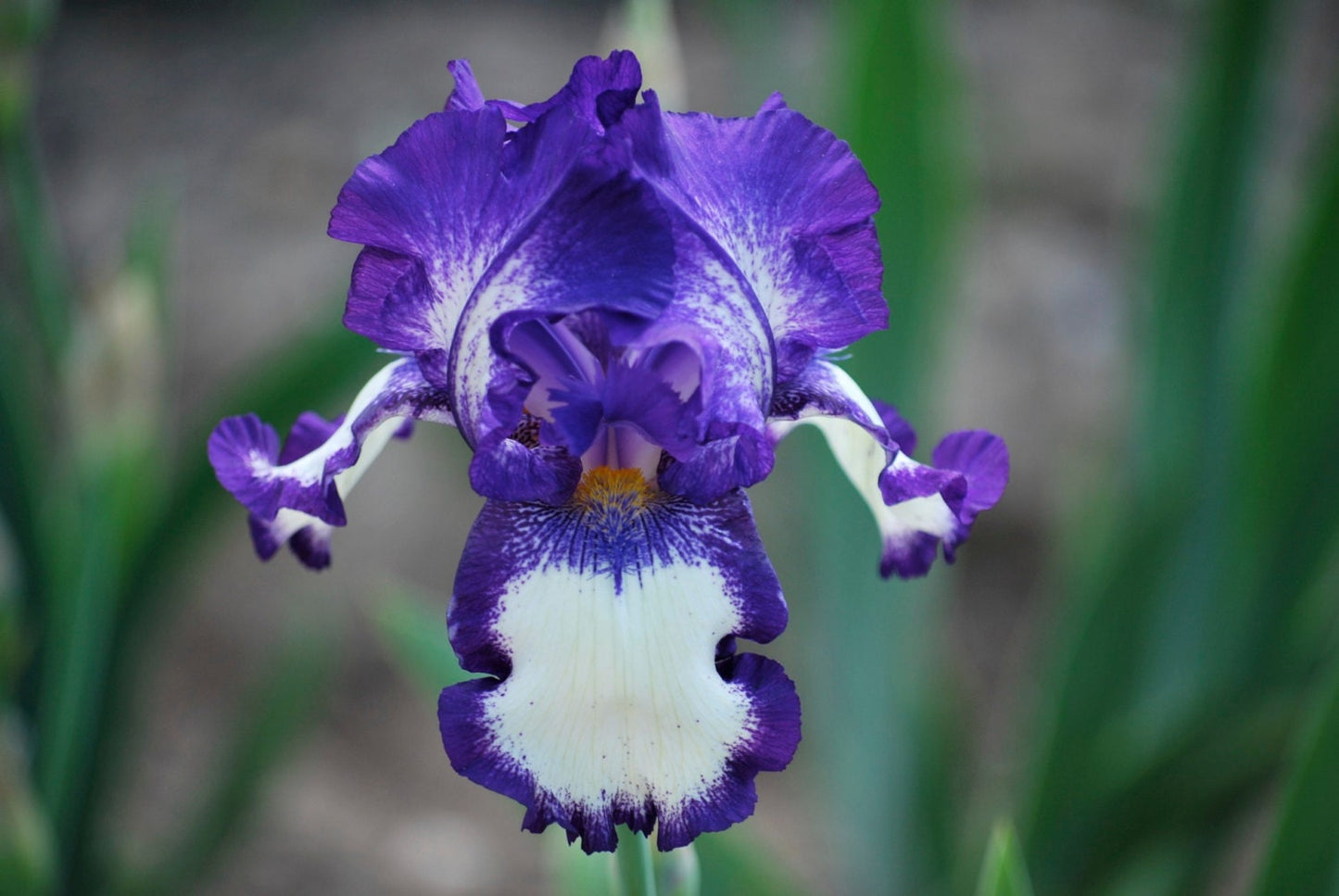 STEPPING OUT - 1964 - TB