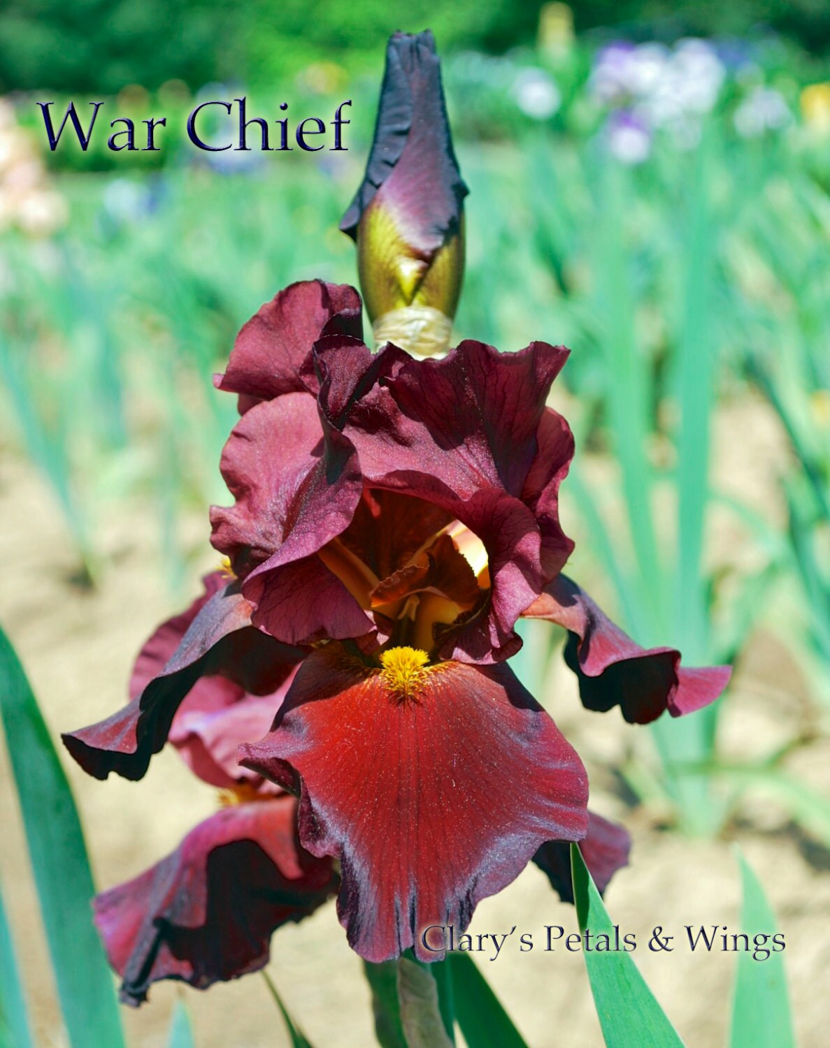 WAR CHIEF - 1992 - TB