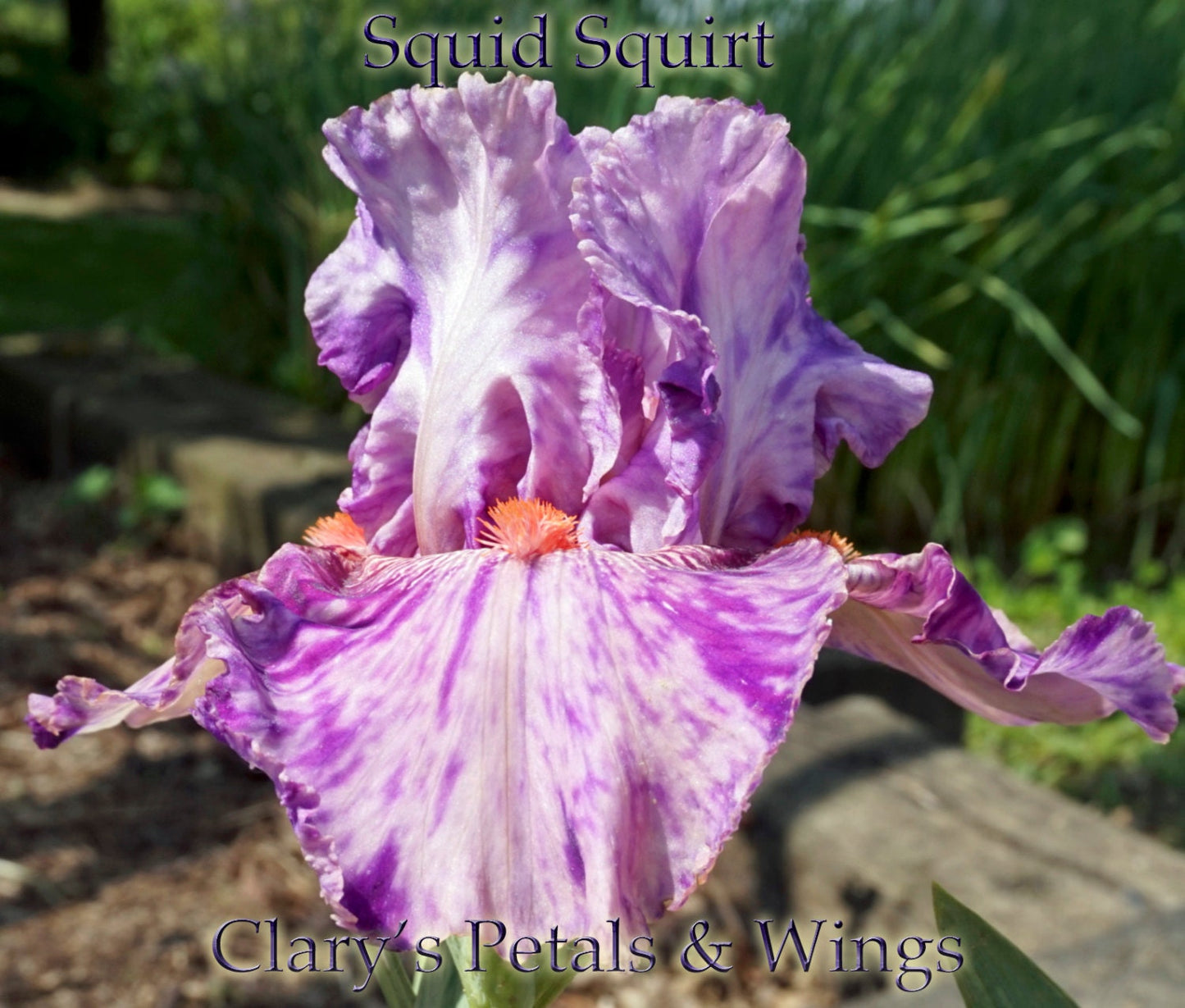 SQUID SQUIRT - 2002 - TB - Fragrant