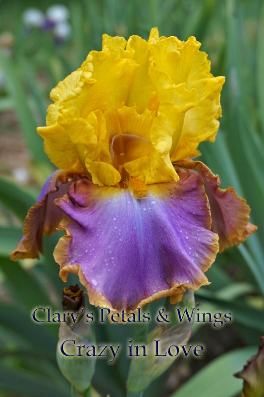 CRAZY IN LOVE - 2004 - TB