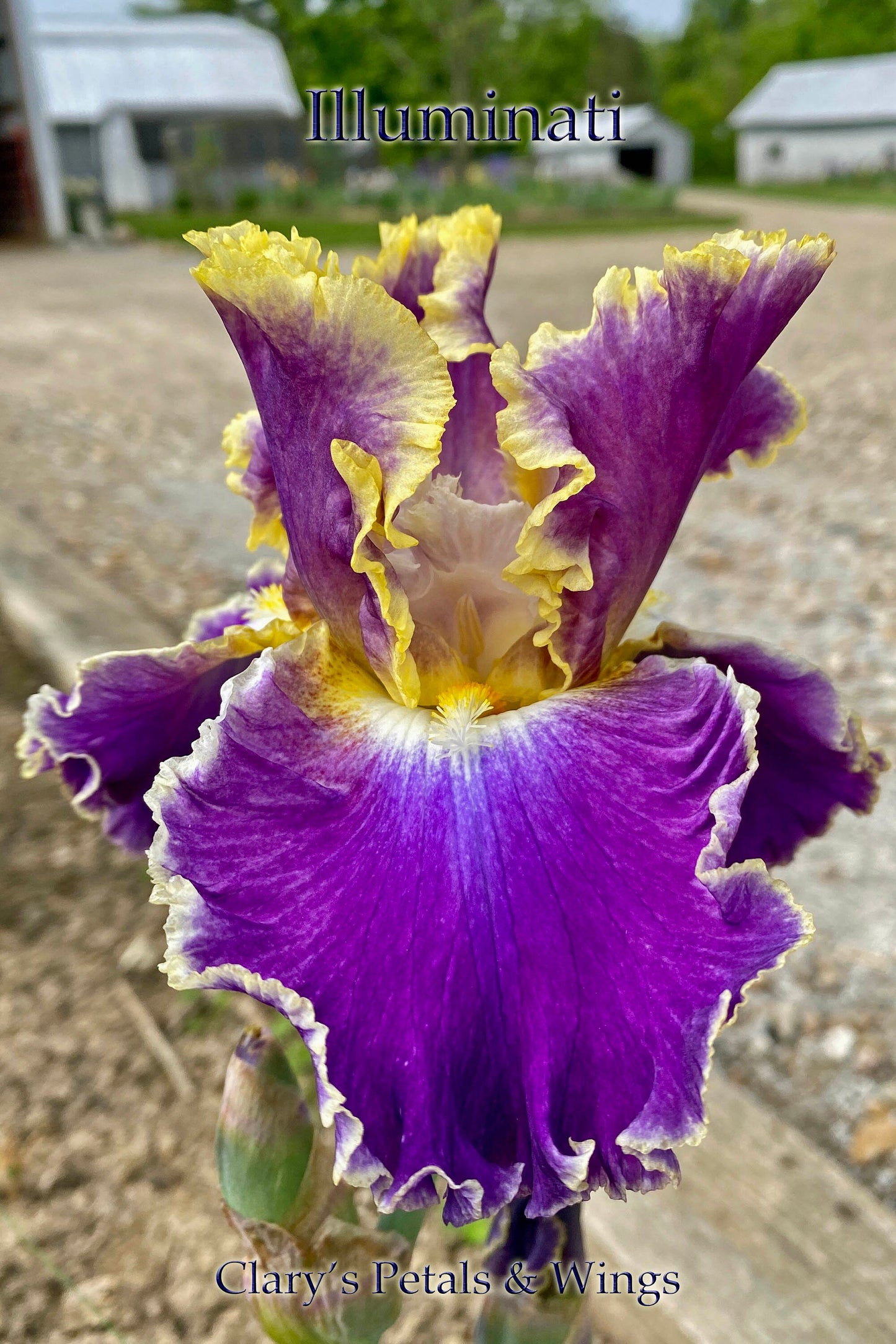 ILLUMINATI - 2019 Tall Bearded Iris