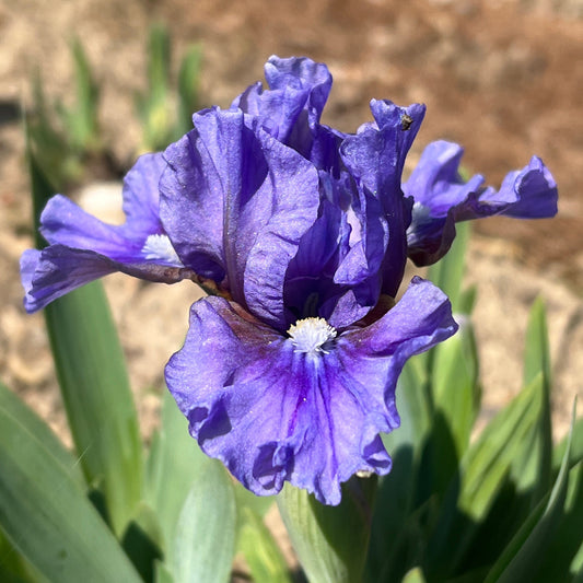 Violet Intrigue - Standard Dwarf Bearded Iris