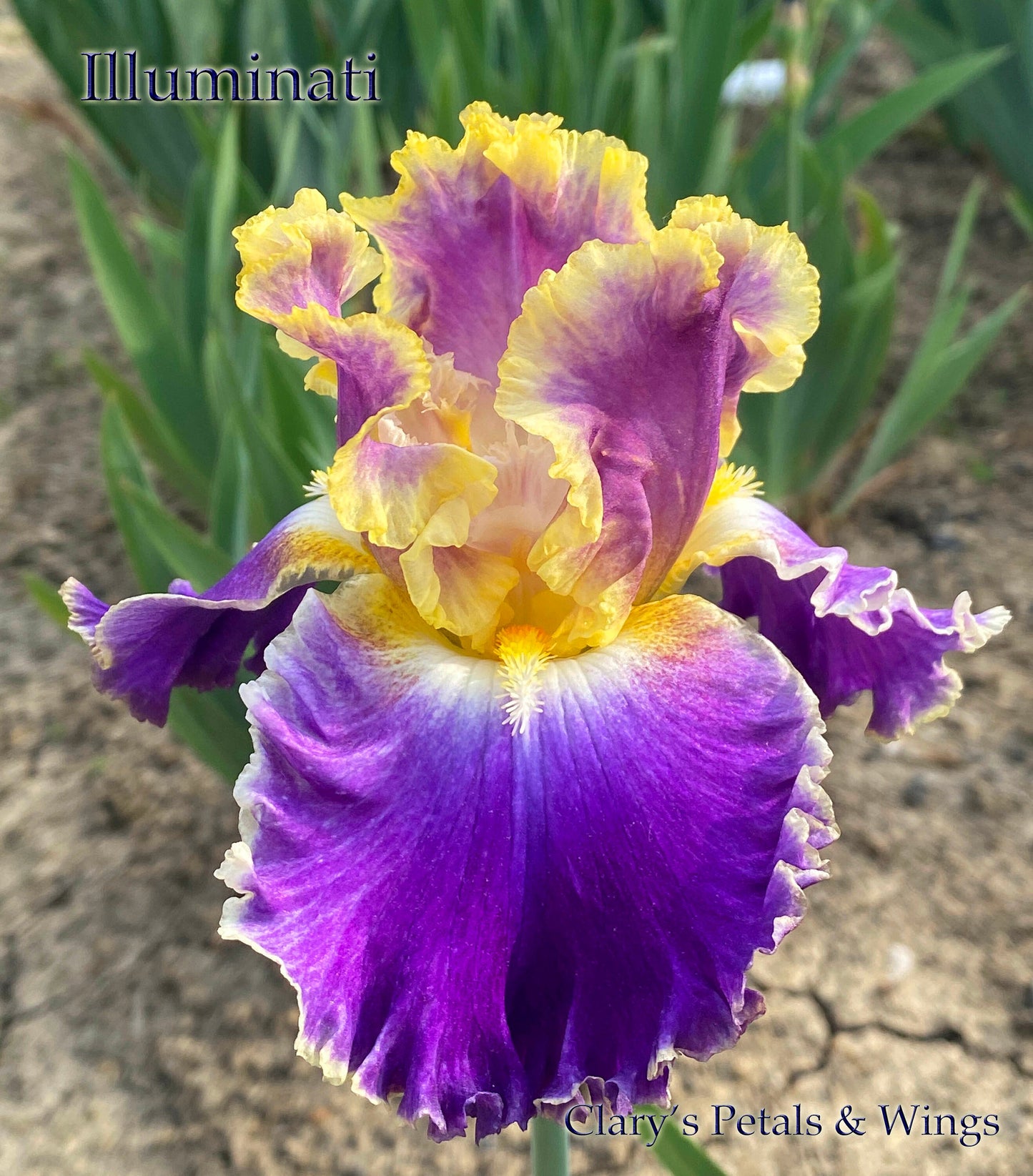 ILLUMINATI - 2019 Tall Bearded Iris