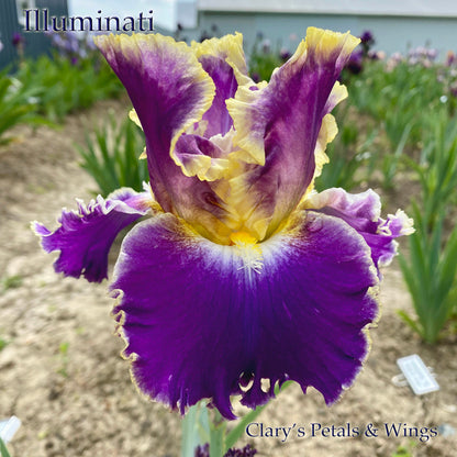 ILLUMINATI - 2019 Tall Bearded Iris