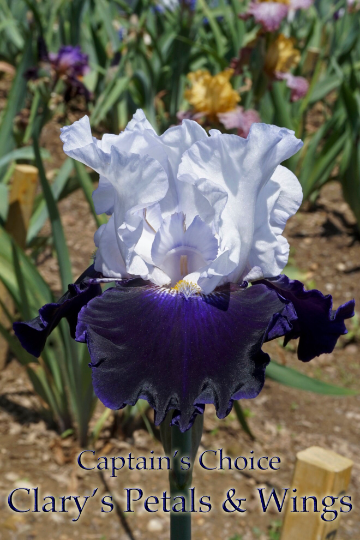 CAPTAIN'S CHOICE - 2009 Tall Bearded Iris