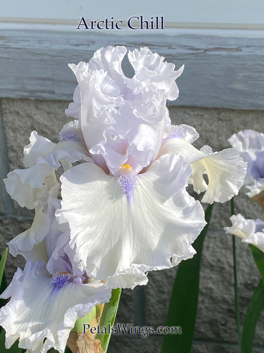 ARCTIC CHILL - 2020 - TB