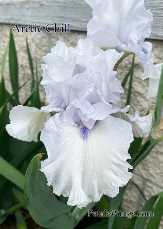 ARCTIC CHILL - 2020 - TB