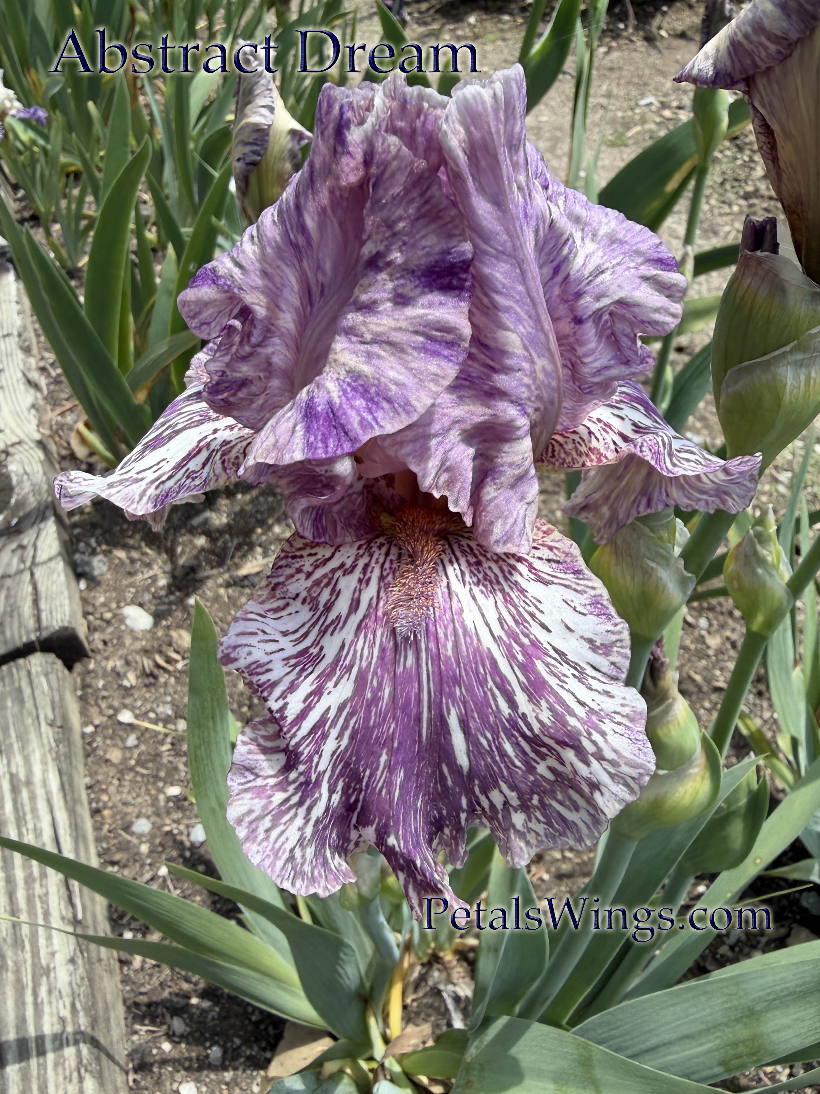 Tall Bearded Iris – PetalsWings