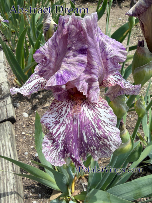 ABSTRACT DREAM- 2019 -  TB - Fragrant