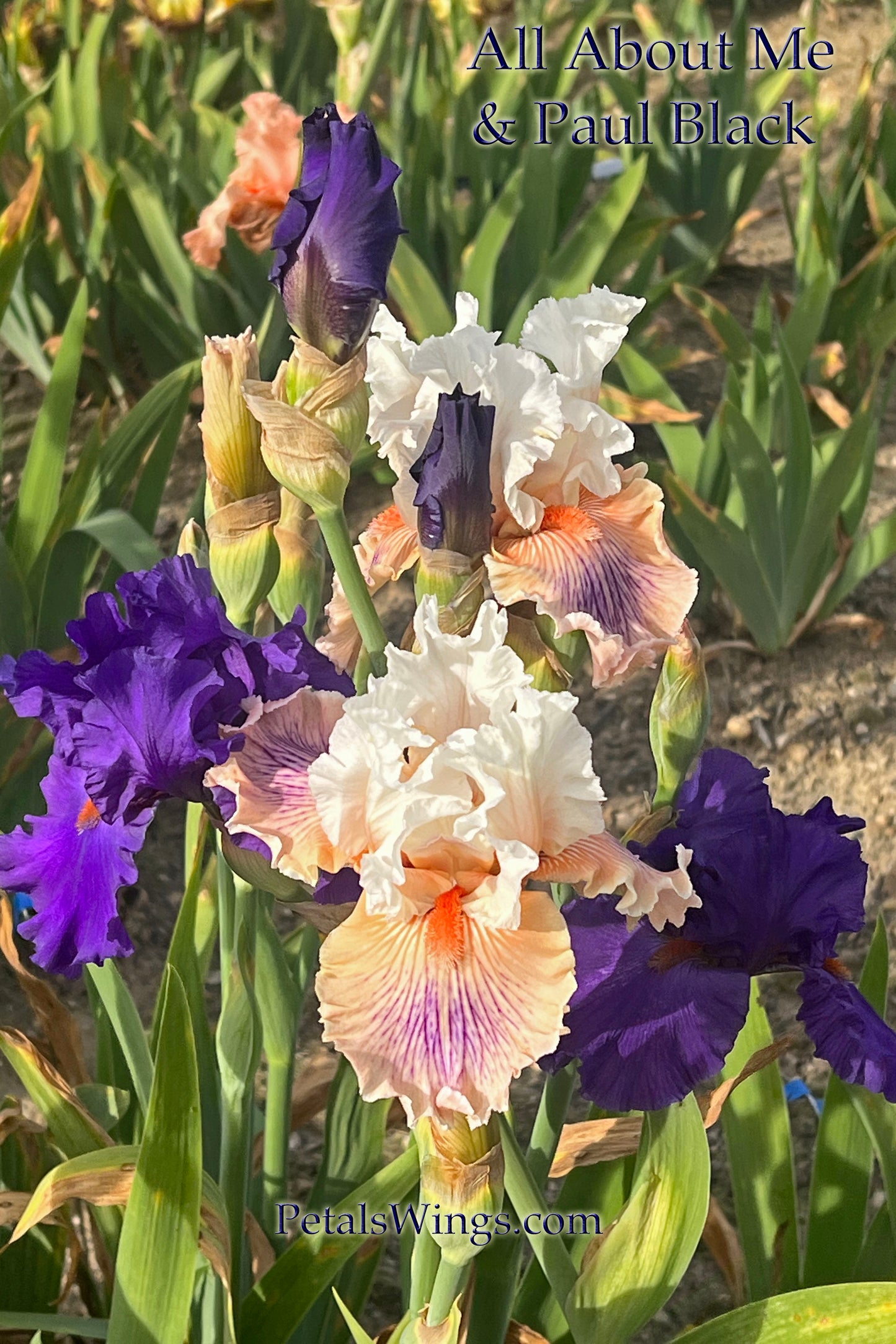 All About Me - 2014 Tall Bearded Iris - Fragrant long bloom time