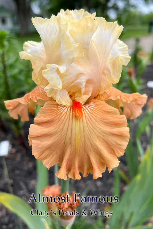 ALMOST FAMOUS - 2016 - BB - Fragrant