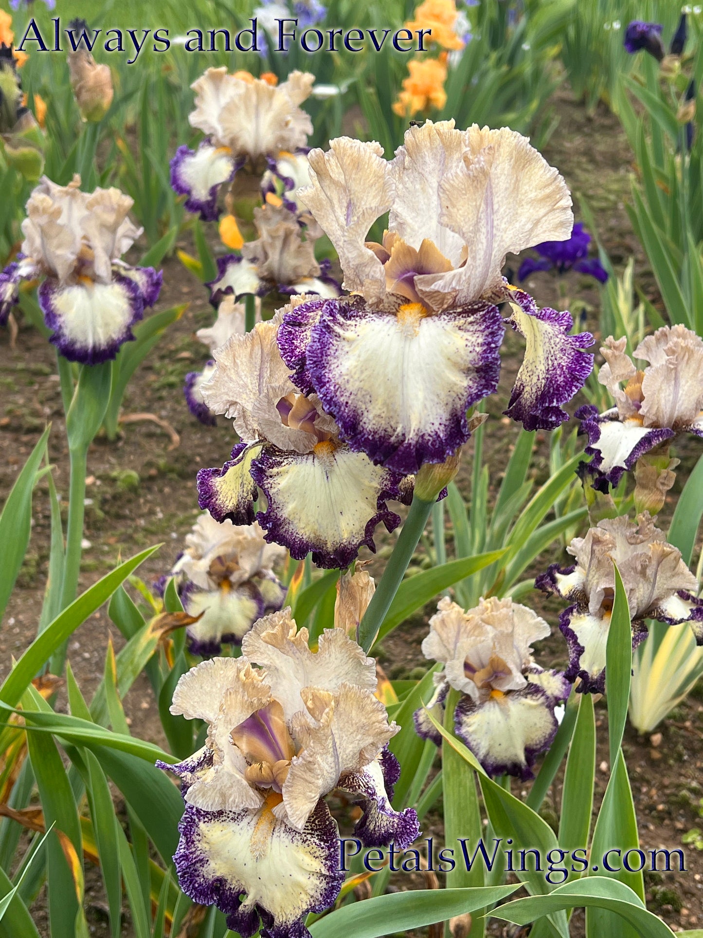 ALWAYS AND FOREVER - Tall Bearded Iris