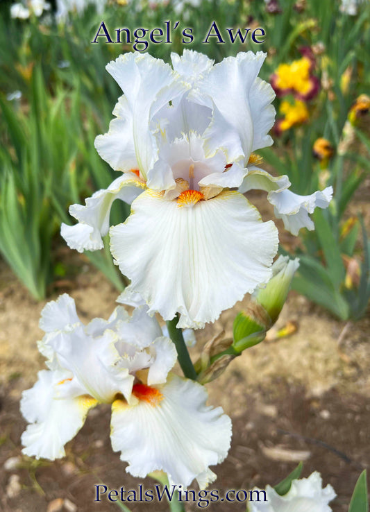 ANGEL'S AWE - 2008 - TB