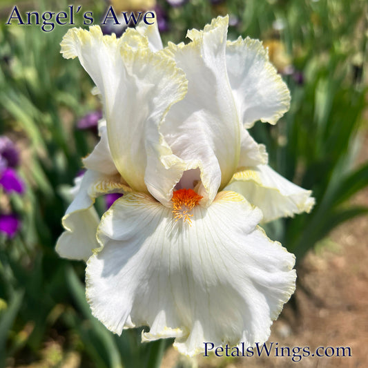 ANGEL'S AWE - 2008 - TB