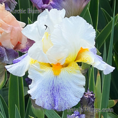 ARCTIC BURST - 2008 - TB - Fragrant